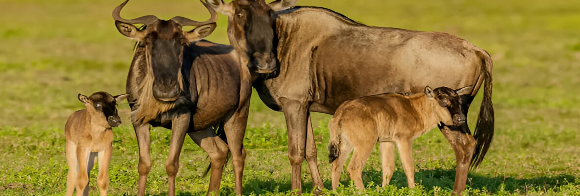 calving-migration-serengeti