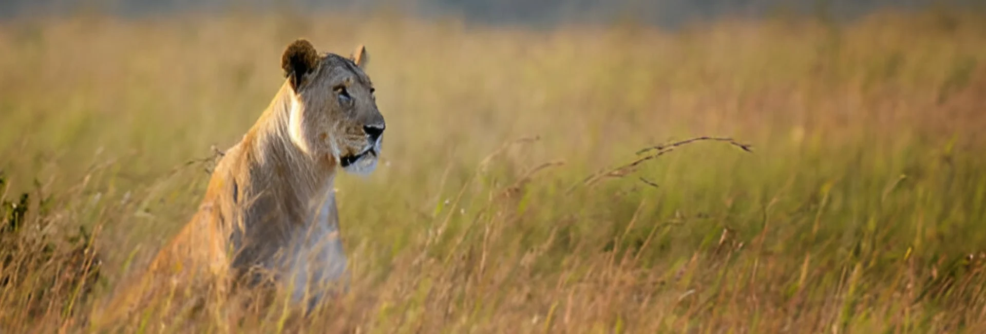 female-lion-serengeti