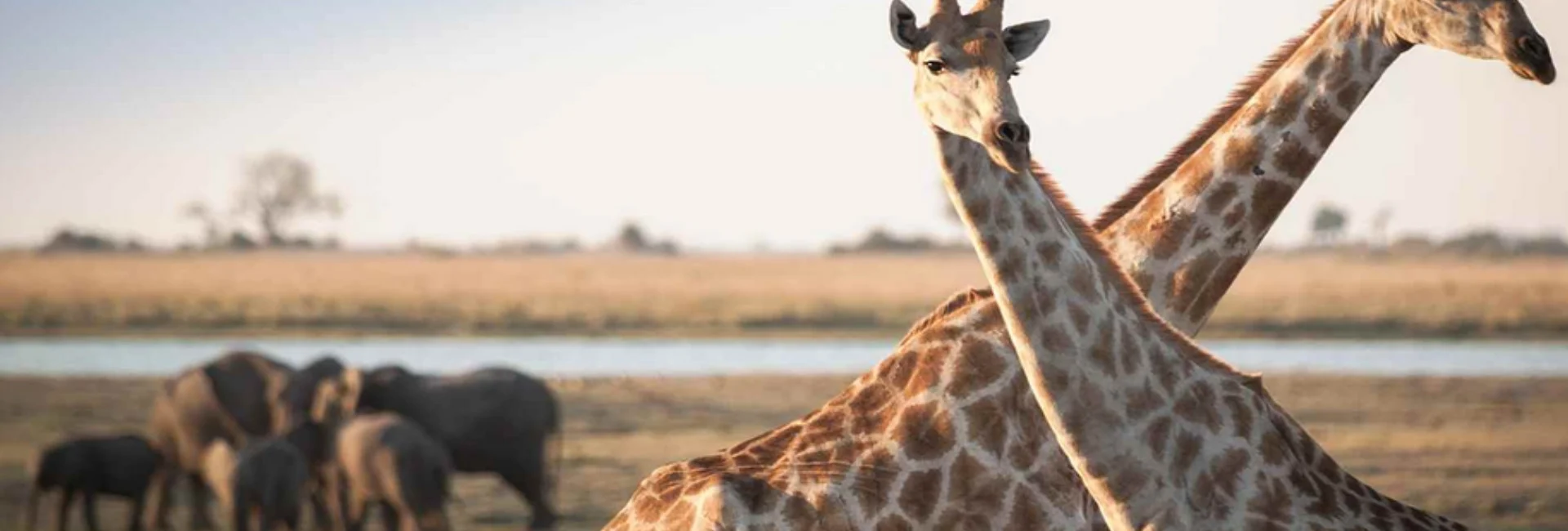 giraffe-in-the-wild-WeGuide-Africa-Safaris-